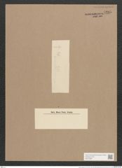 Synedra capillaris Grun. (de-Toni-Nr.: Genus 66, Species 2595) Zeichnungen Sammlung Grunow Nr. 5295 (NHMW-BOT-W0373687)